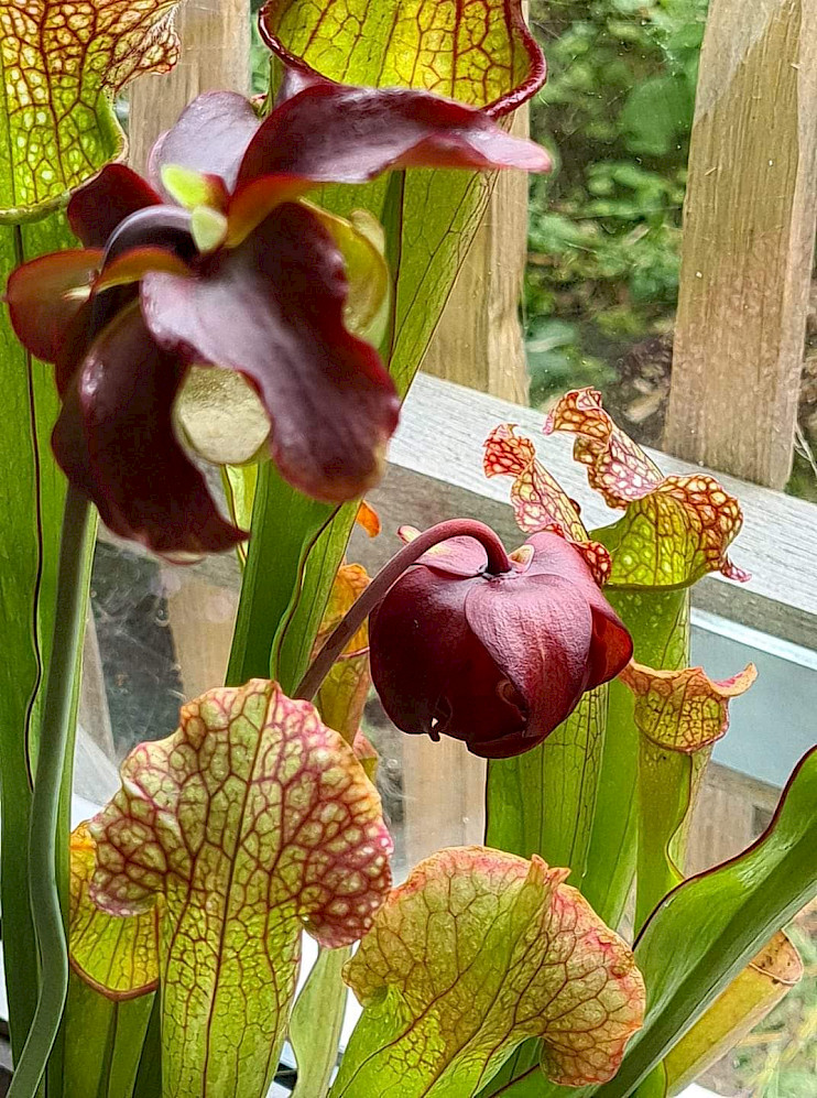 Sarracenia x 'Velvet'