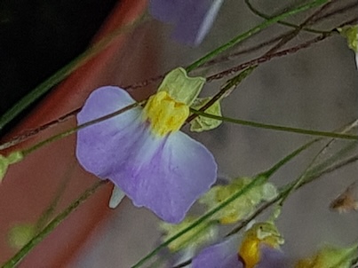 Utricularia Blanchetii