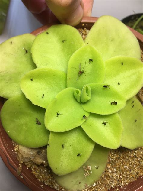 Pinguicula Gigantea