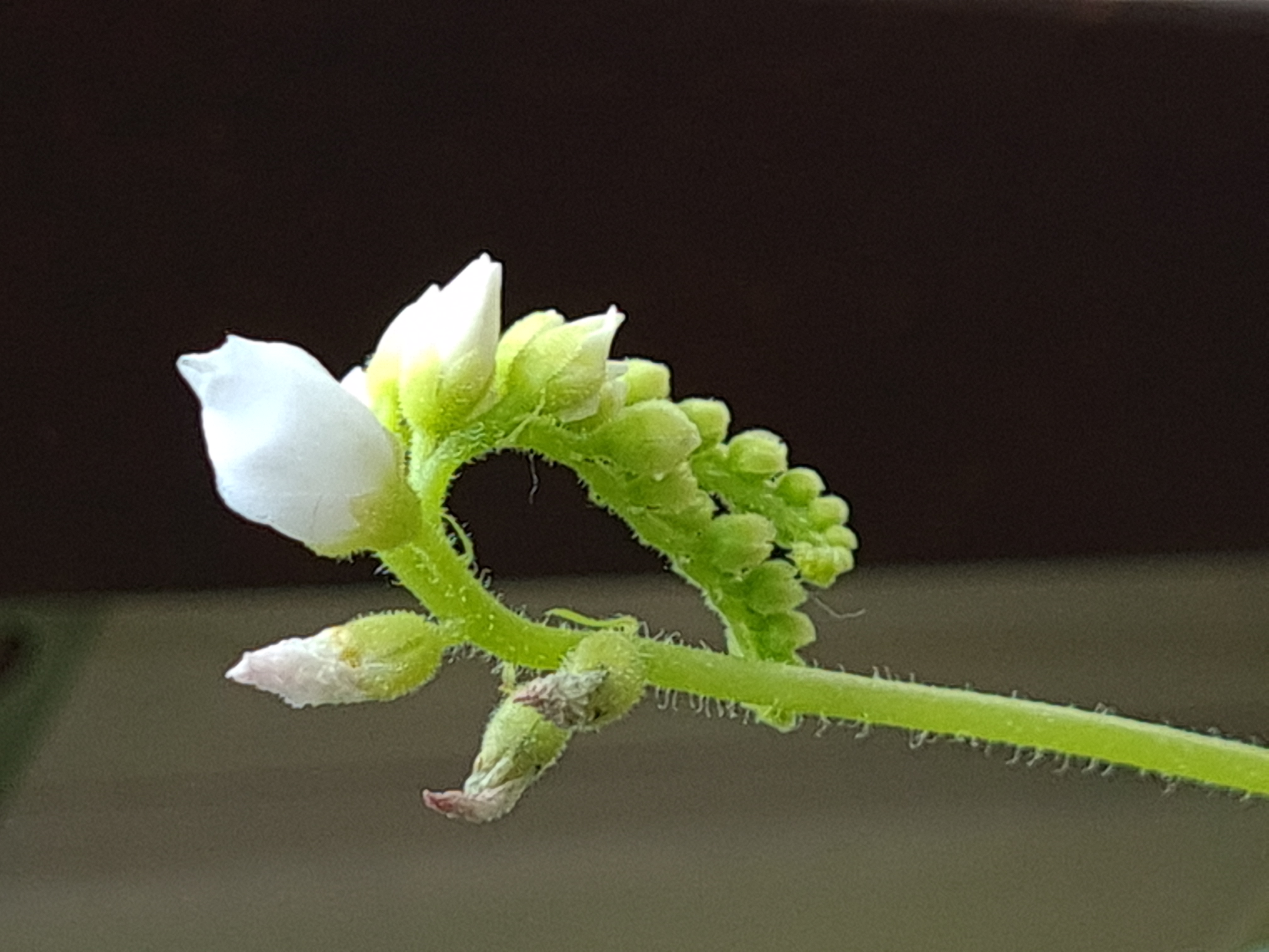 Drosera Capensis 'Alba'