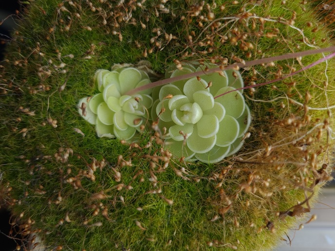 Pinguicula Esseriana