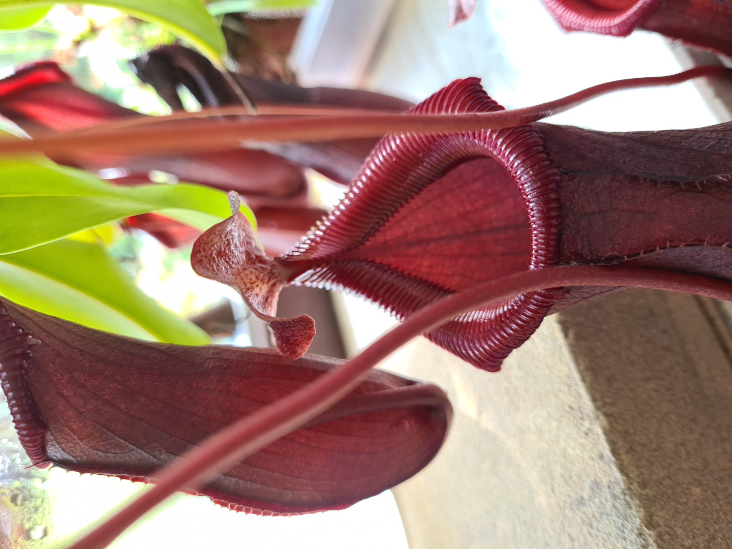 Nepenthes Alata