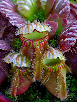 Cephalotus Follicularis