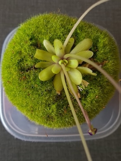 Pinguicula x 'Anna'