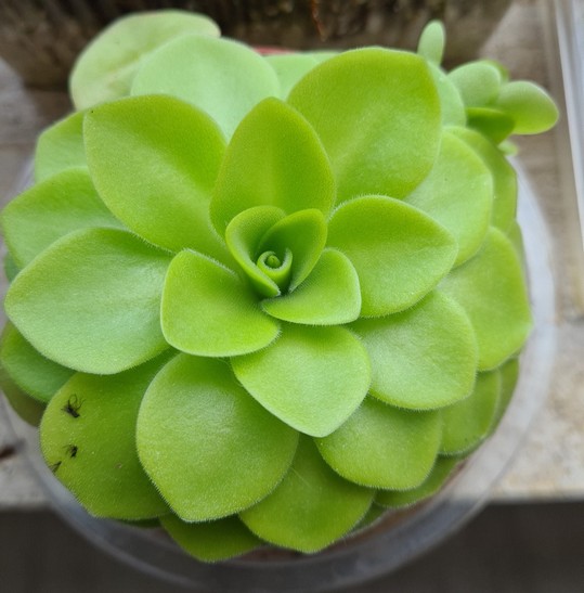 Pinguicula x 'Tina'