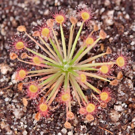 Drosera Paradoxa
