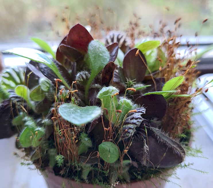 Cephalotus Follicularis