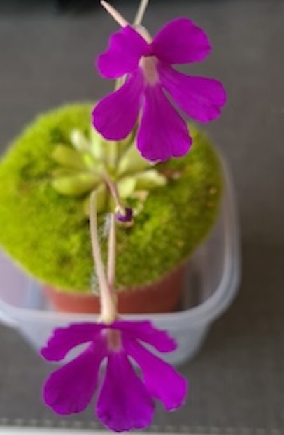 Pinguicula x 'Anna'