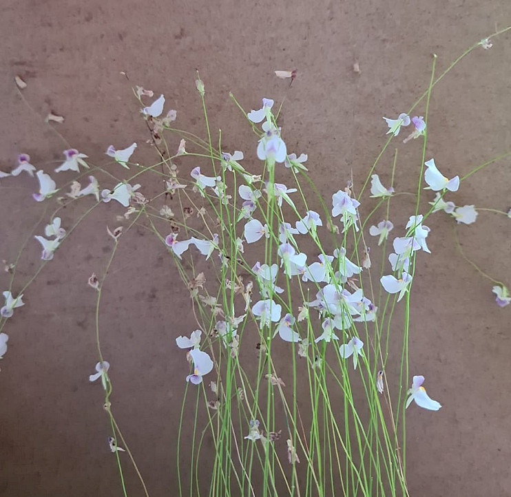 Utricularia Blanchetii