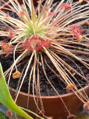 Drosera Paradoxa