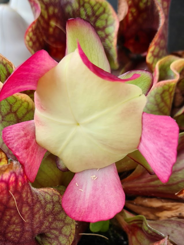 Sarracenia Purpurea var. Venosa