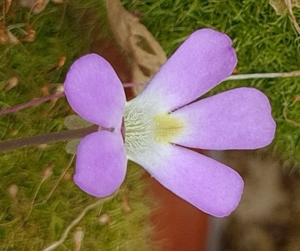 Pinguicula Esseriana