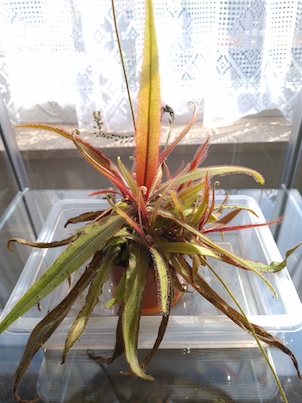 Drosera Adelae