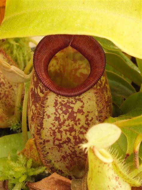Nepenthes x 'Hookeriana'