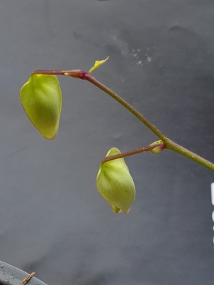 Utricularia Alpina