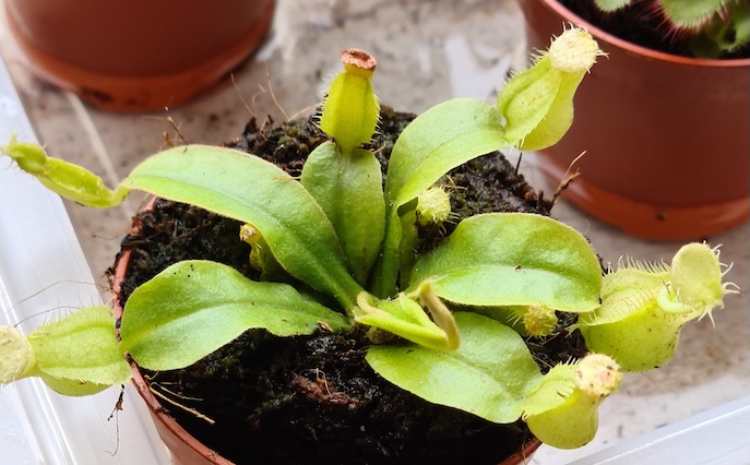 Nepenthes x 'Hookeriana'