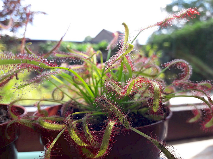 Drosera Capensis