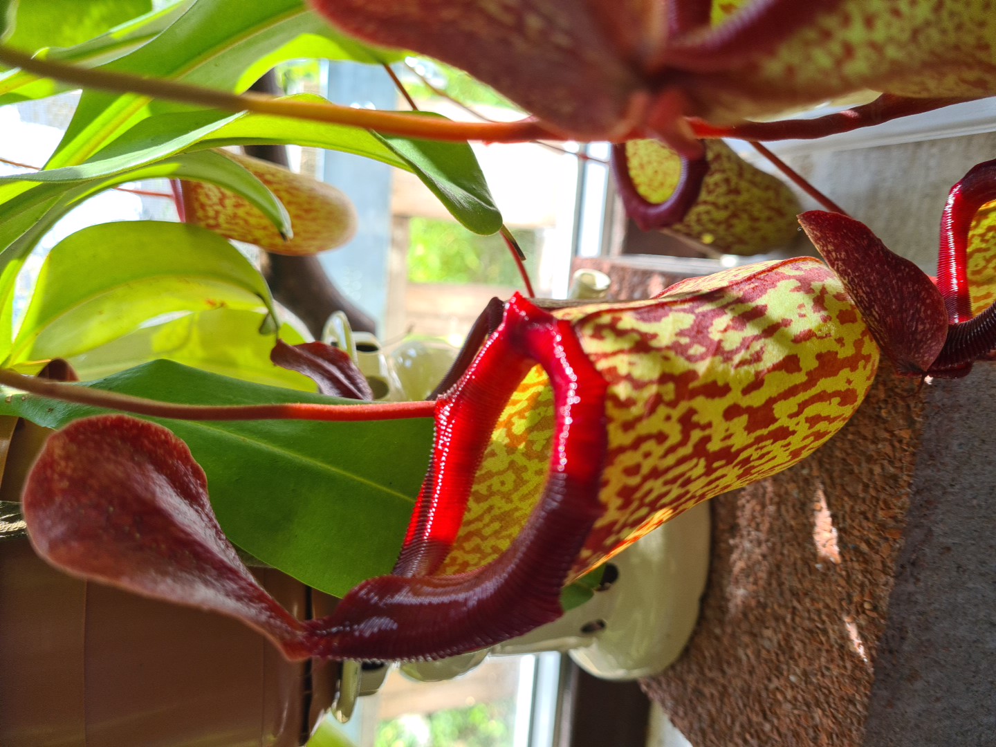 Nepenthes x ‘Sam’