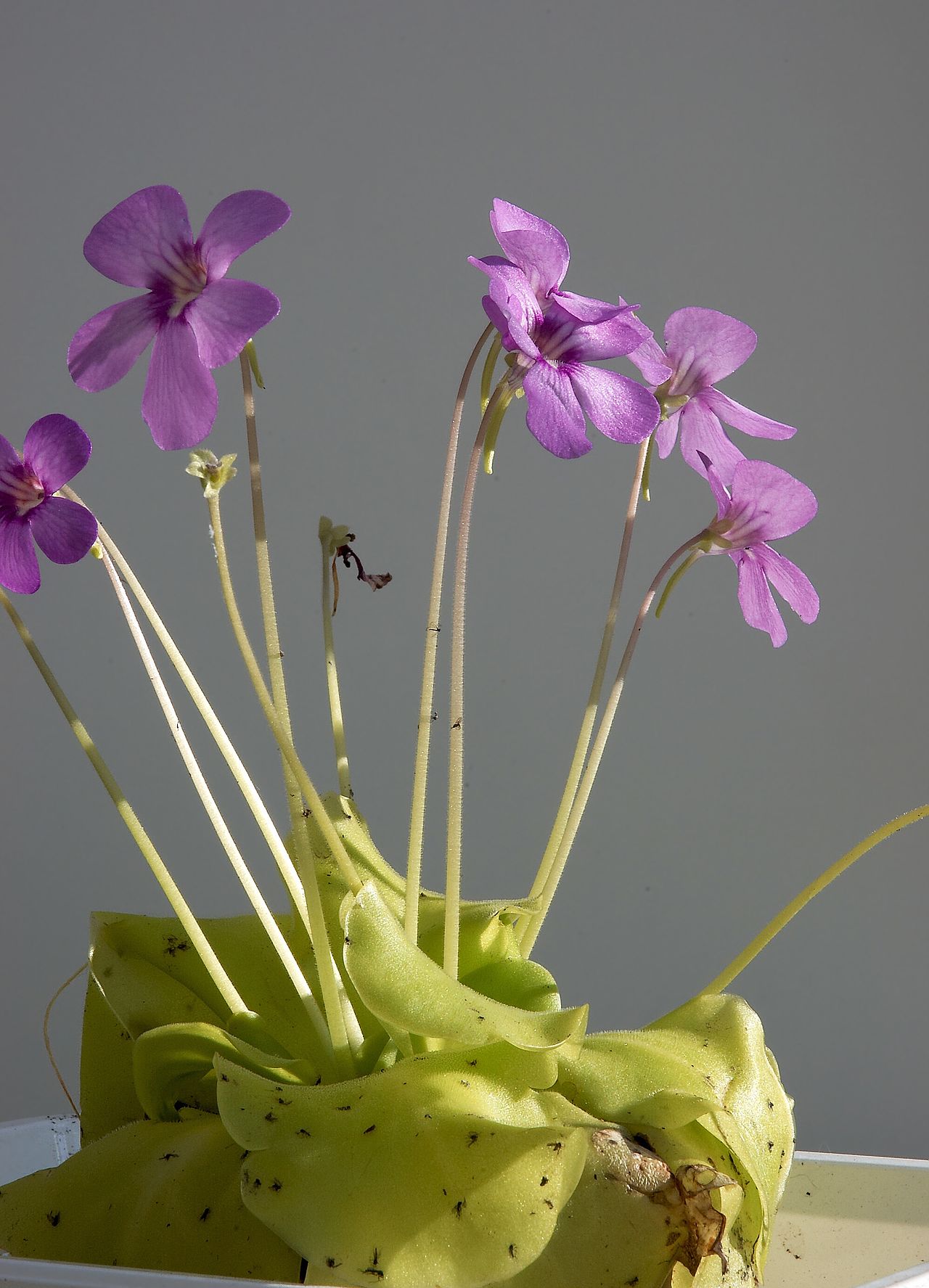 Pinguicula x 'Weser'
