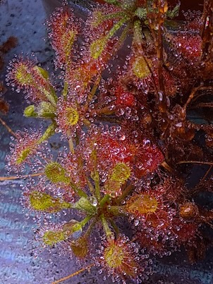 Drosera Madagascariensis