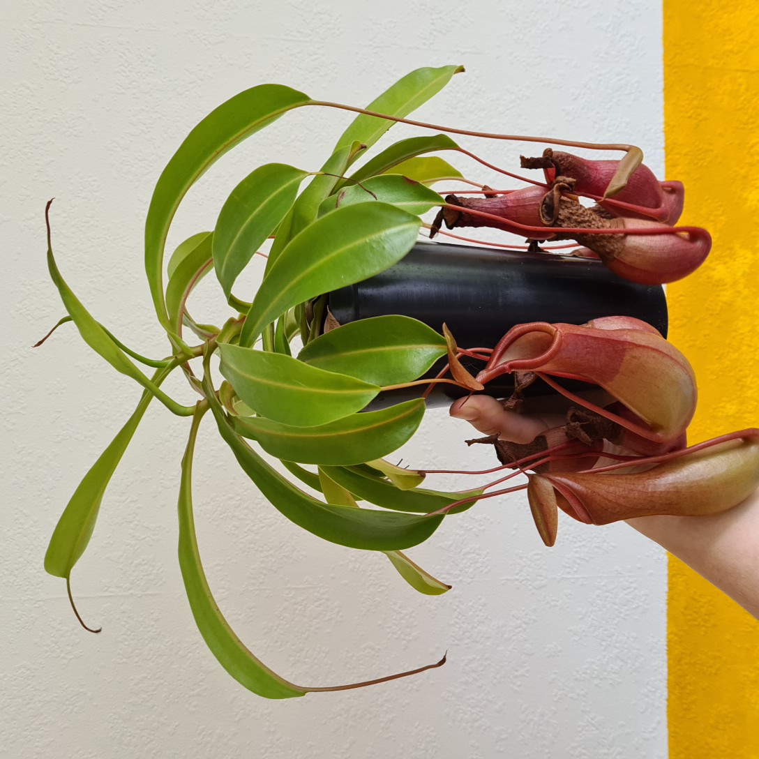 Nepenthes Alata