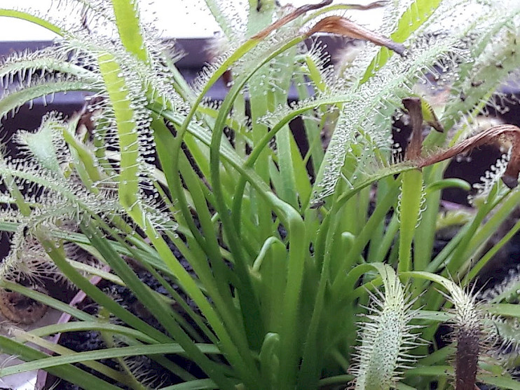 Drosera Capensis 'Alba'