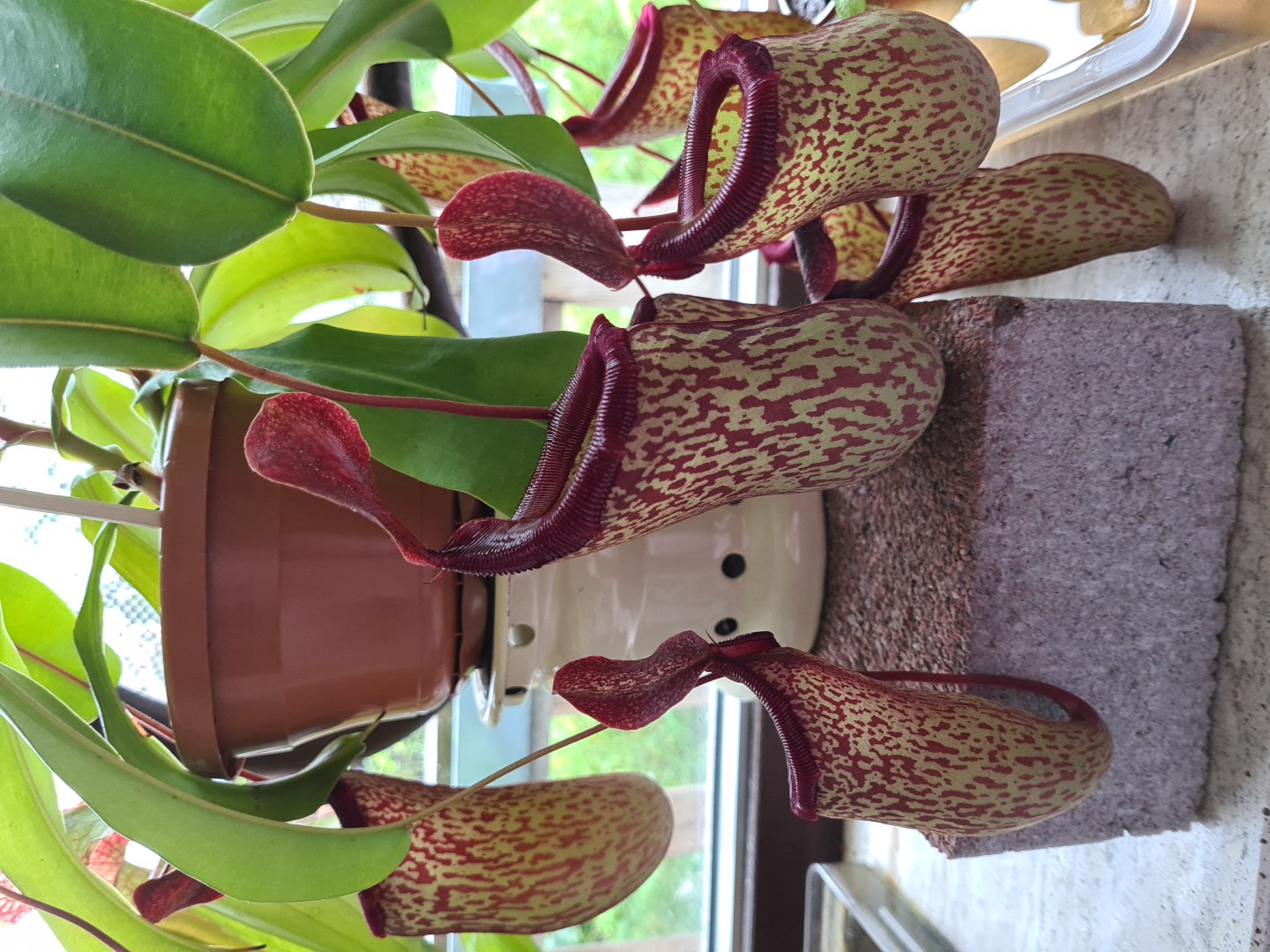 Nepenthes x ‘Sam’