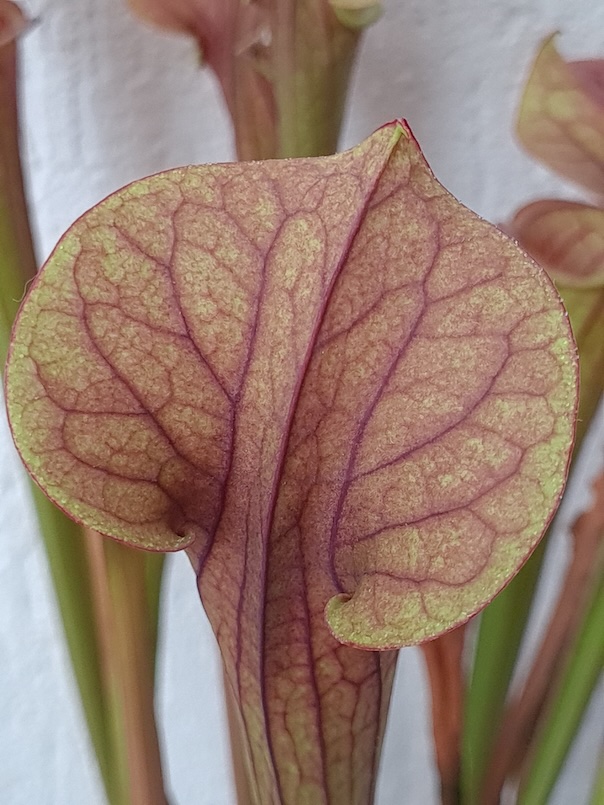 Sarracenia x 'Velvet'